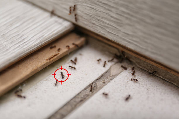 Best Flea Control Services  in Lutherville, MD